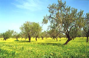 Die Mandelblüte auf dem der OÁSIS - VERDE angrenzenden Feld Richtung Norden und Osten