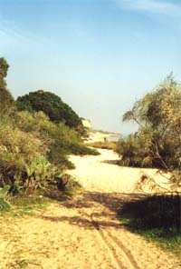 Unverbauter Klippen-Strand von der OÁSIS - VERDE in Cabanas de Tavira nur 500 Meter entfernt, hier entlang geht es bis nach Cacela Fábrica ca. 6 Km so weiter